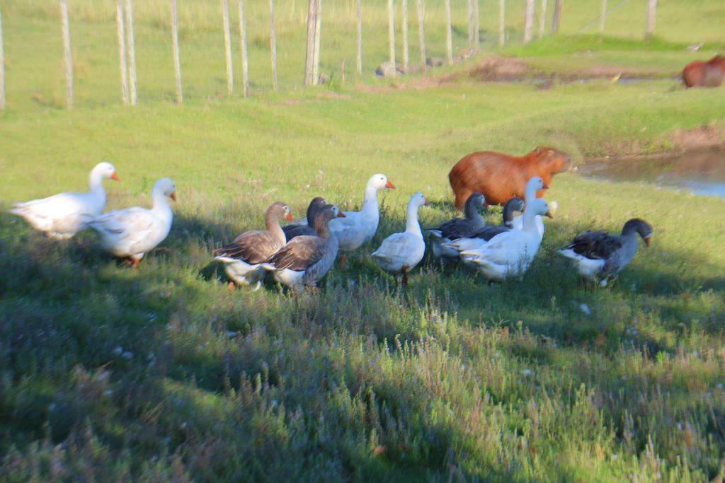 Estancia Turistica Finca Piedra Mal Abrigo Buitenkant foto