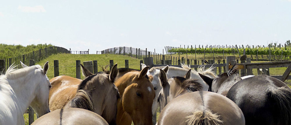 Estancia Turistica Finca Piedra Mal Abrigo Buitenkant foto